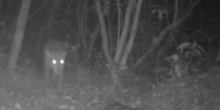 Novos filhotes de onça pintada são flagrados no Parque Nacional do