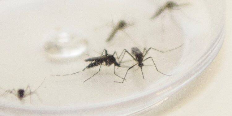 Governador decreta Paraná em estado de alerta contra dengue